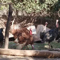 بوقلمون ارگانیک مزرعه|حیوانات مزرعه|قزوین, |دیوار