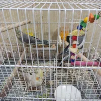 3تا عروس هلندی 2دوتا دستی