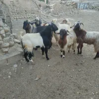 بزمیش خوب داشتی