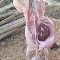 کهره بره زنده همراه با قصابی