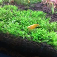 فروش میگو زینتی|ماهی|ملایر, |دیوار