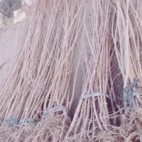 فروش انواع نهال اصلاح شده ضمانتی داخل خاک