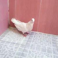 کفتر|پرنده|دهدشت, |دیوار