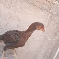 جوجه خروس لاری به شرط|حیوانات مزرعه|کرج, کمال‌شهر|دیوار