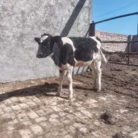 گوساله ماده