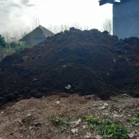 کودحیوانی، گاوی