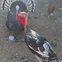 فروش مرغ و خروس و بوقلمون