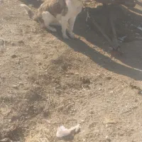 واگذاری سگ یک ساله