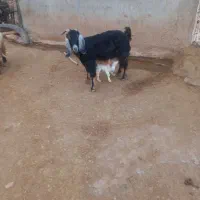 بز و بز غاله