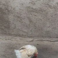 خروس چهل تاج|حیوانات مزرعه|ری, شهرک نظامی|دیوار