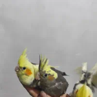 جوجه عروس سه ماهه