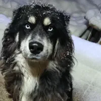 سگ هاسکی گمشده