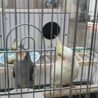 عروس هلندی نرو ماده مولد