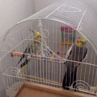 جفت مولد عروس هلندی و جفت کوتوله و جوجه لوتینو ..