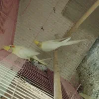 پرنده سرای یونس