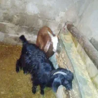 بزغاله|حیوانات مزرعه|کنگاور, |دیوار