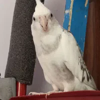 عروس هلندی|پرنده|شیروان (خراسان), |دیوار