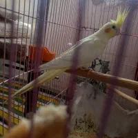 عروس هلندی نر و ماده|پرنده|تبریز, |دیوار