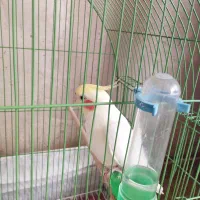 عروس هلندی|پرنده|مرند, |دیوار