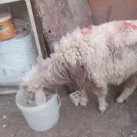 گوسفند نر