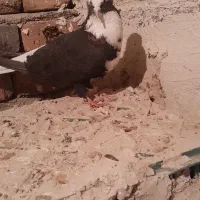 کبوتر عرب و سفید پلاکی و پوشتی