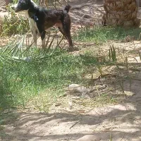 سگ‌‌معاوزه