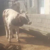 فروش|حیوانات مزرعه|هشترود, |دیوار