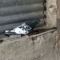 شهری بهبهانی هوایی دس اولی