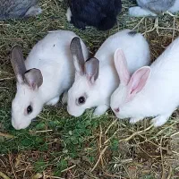 خرگوش حیوان