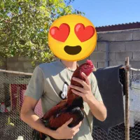 مرغ و ۹ تا جوجه لاری اصیل افغان|حیوانات مزرعه|آق قلا, |دیوار