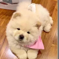 واگذاری رایگان پت