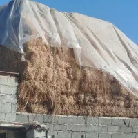 یونجه