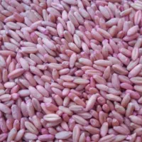 گندم بوجاری شده تمیز