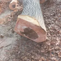 خرید و فروش  انواع چوب سربرداری کف بری حرس کردن|خدمات باغبانی و درختکاری|باغ بهادران, |دیوار