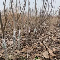 نهال گردو فرنور و چندلر