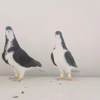 چند عدد کبوتر هم پرنده هم جفتی|پرنده|قزوین, |دیوار