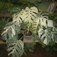 فروش گلها و لوازم جانبی