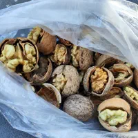 گردو کاغذی ارشق