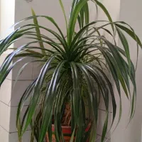 گل پاندانوس 20 ساله بزرگ و فیکوس ابلغ|گل و گیاه طبیعی|کرمان, |دیوار