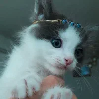 بچه گربه میکس پرشین