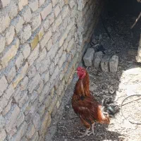 خروس واگذارمیشود