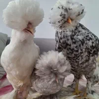 مرغ و خروس سلطان