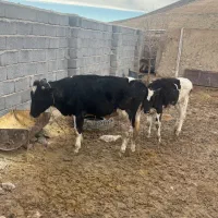 گوساله هلشتاین