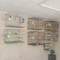 قناری نر و ماده