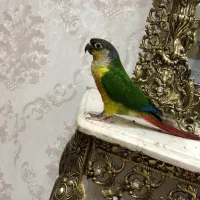 طوطی گرینچیک ۳ ماهه