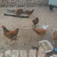 جوجه مرغ خروس|حیوانات مزرعه|اردبیل, |دیوار