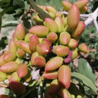 پسته فروشی