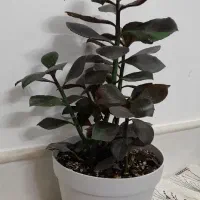 انواع گل ها