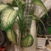 گل خانگی دیفن  باخیا