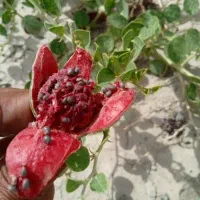 بذر کاپاریس یا کهورگ|گل و گیاه طبیعی|زابل, |دیوار